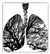 Lungs